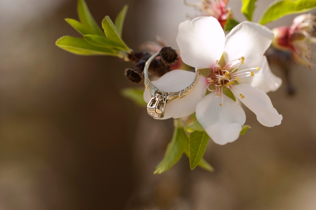 Antique engagement ring over almond blossom - by Victoria Camp