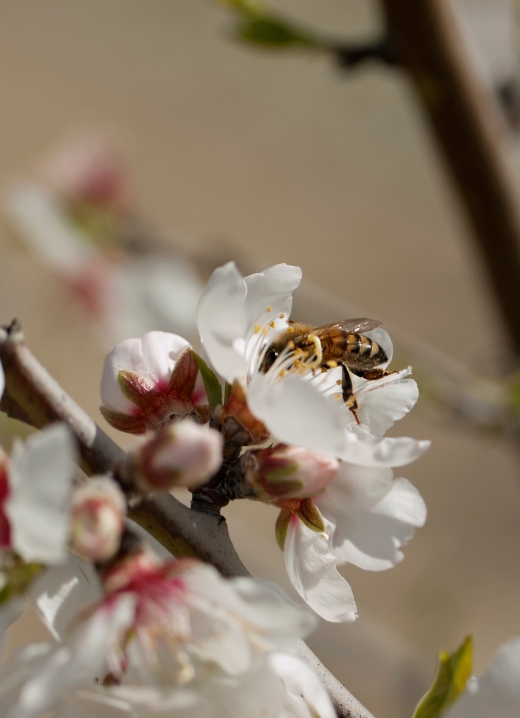 Honey bee in almond blossom - by Victoria Camp